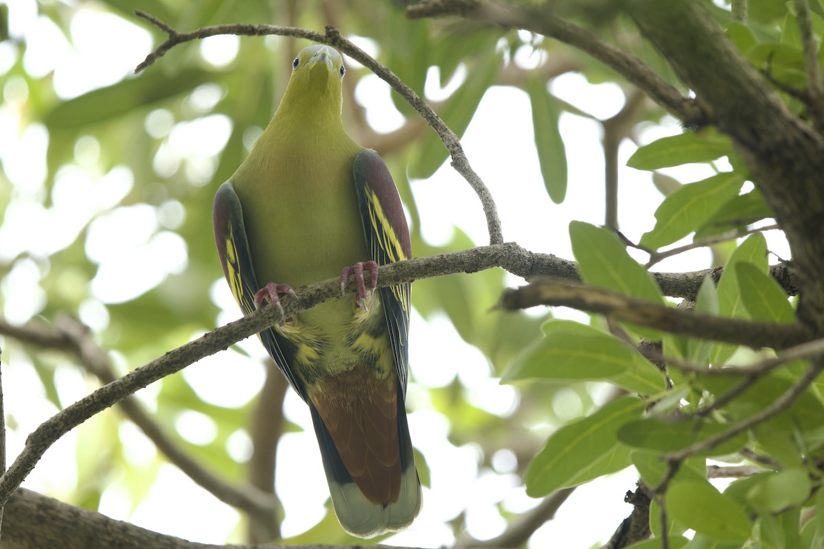 Ashy-headed Green-Pigeon - ML642802328
