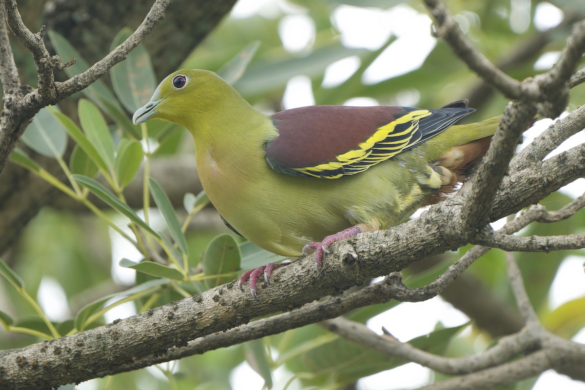 Ashy-headed Green-Pigeon - ML642802329