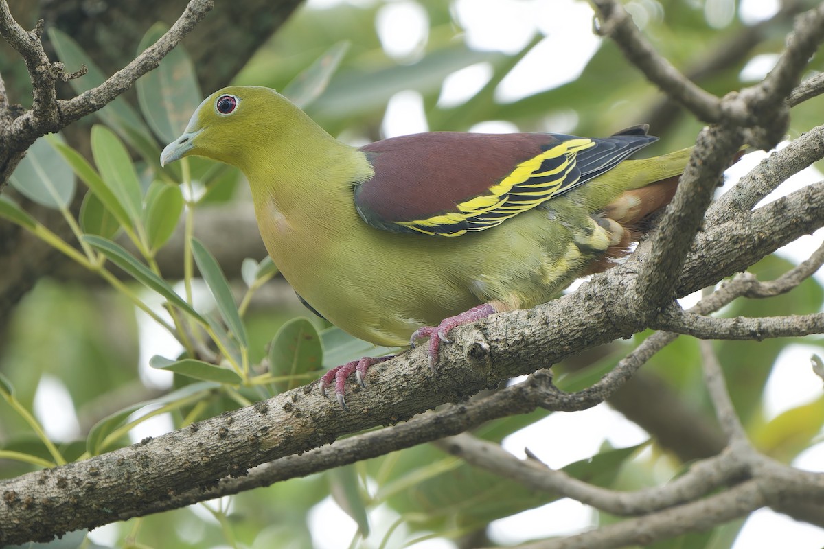 Ashy-headed Green-Pigeon - ML642802330