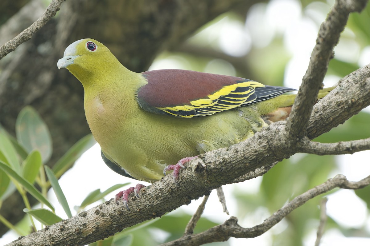 Ashy-headed Green-Pigeon - ML642802331