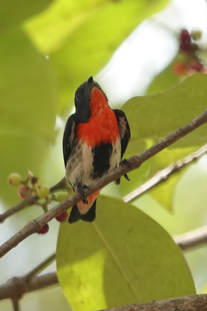 Mistletoebird - ML642802347