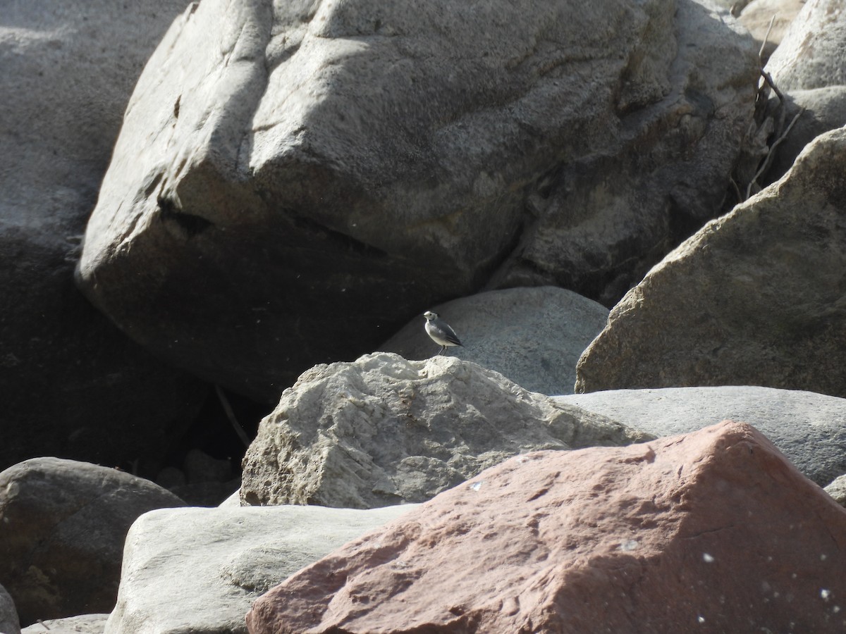 White Wagtail - ML642802348