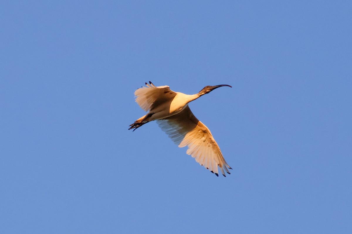 Australian Ibis - ML642802349