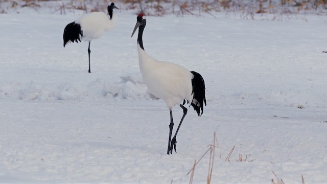 Red-crowned Crane - ML642802351