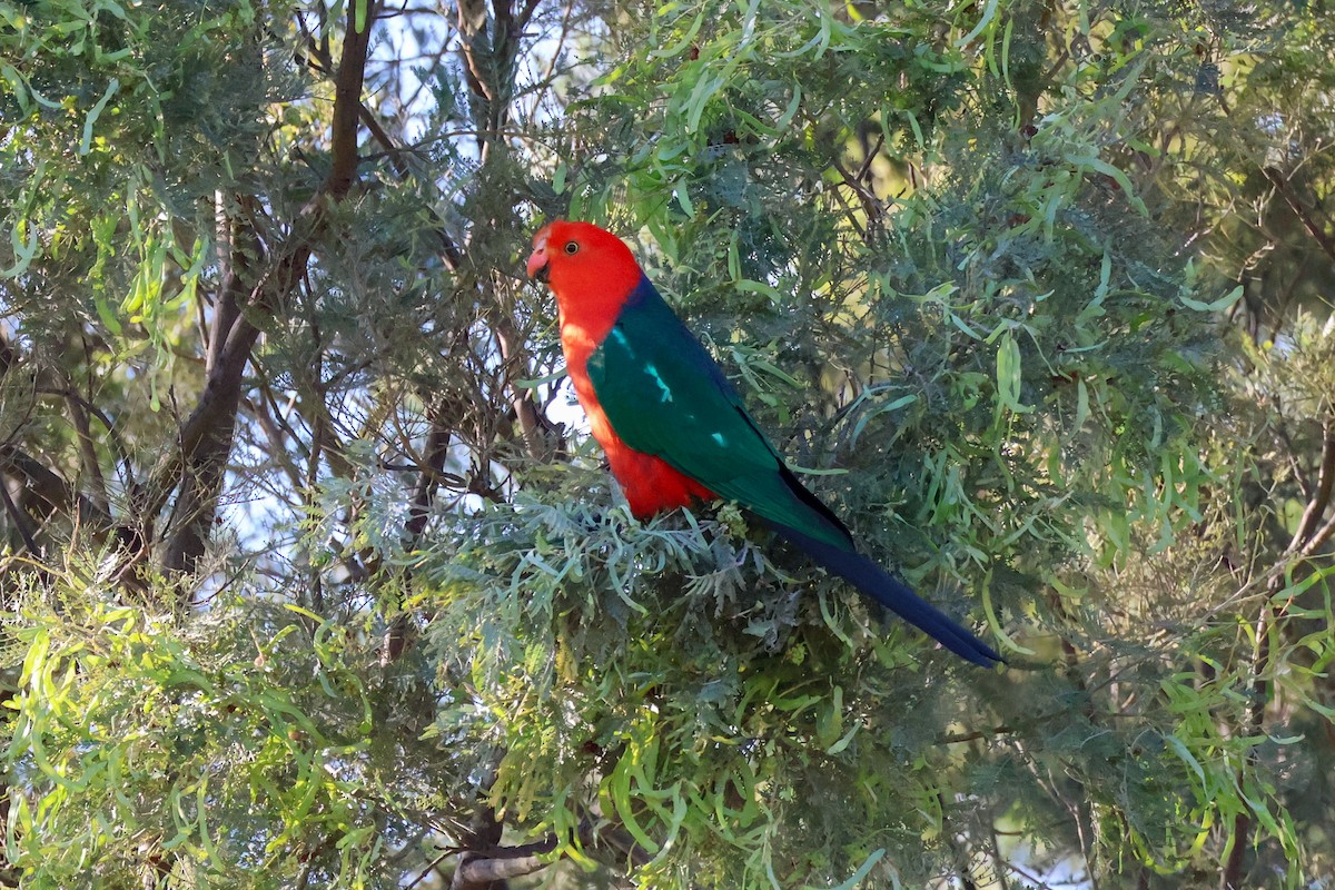 Australian King-Parrot - ML642802367