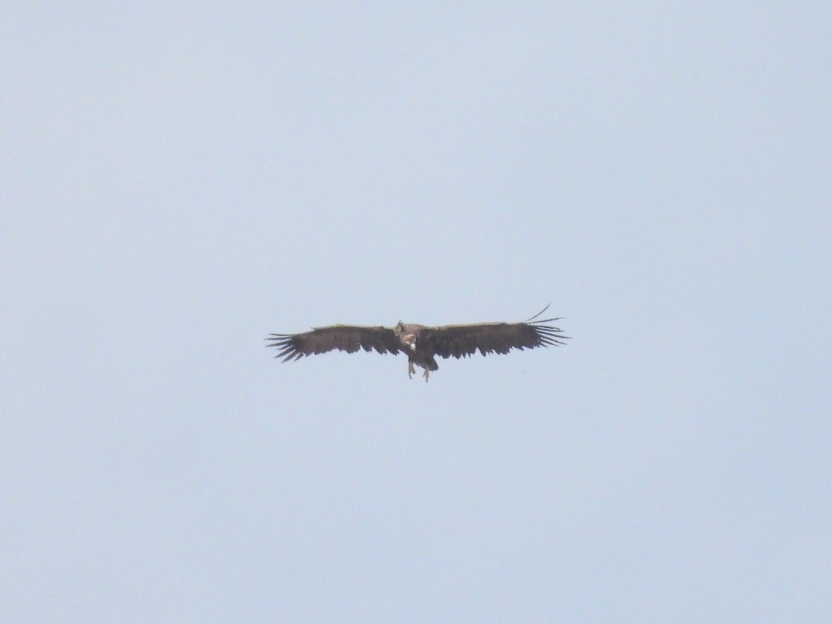 Cinereous Vulture - ML642802372