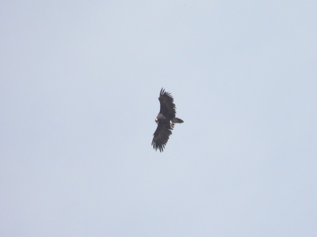 Cinereous Vulture - ML642802382