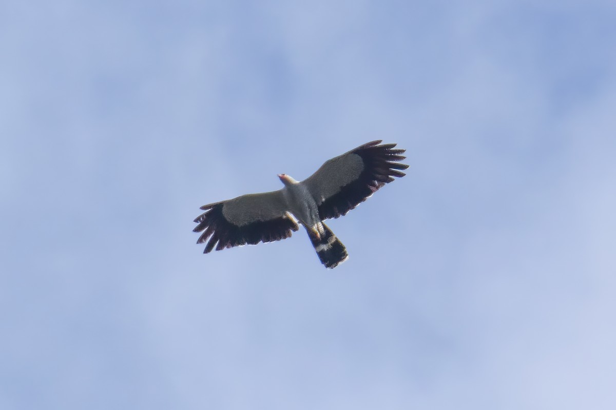 Madagascar Harrier-Hawk - ML642802387