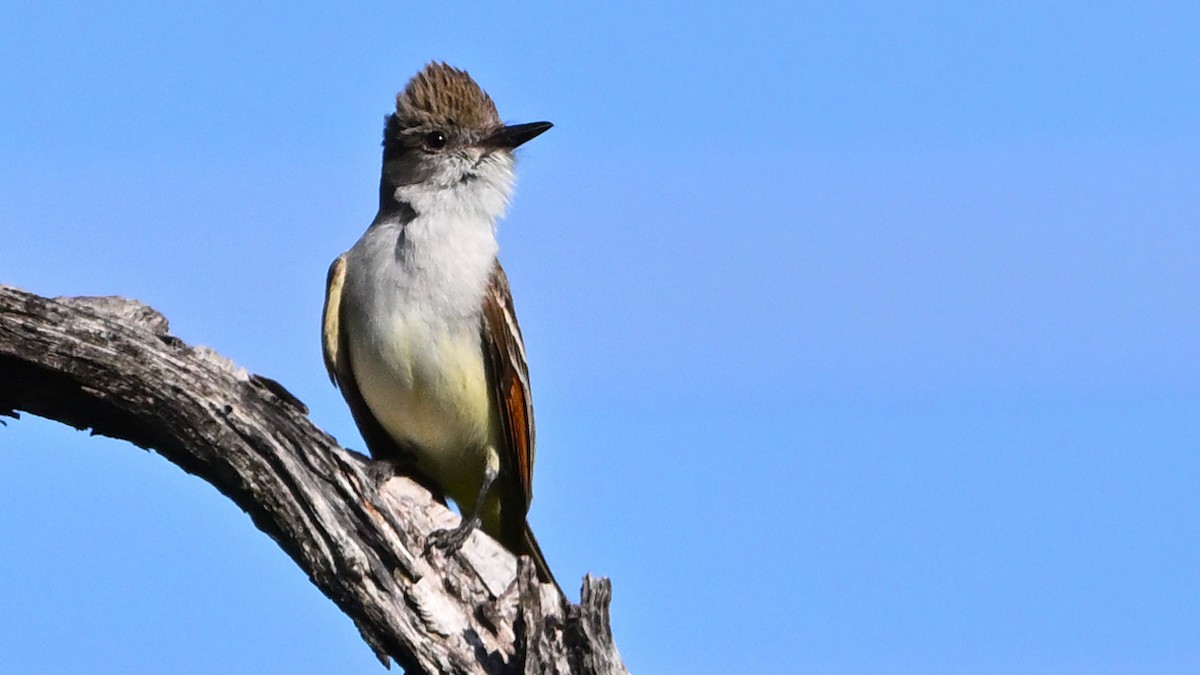 Ash-throated Flycatcher - ML642802393
