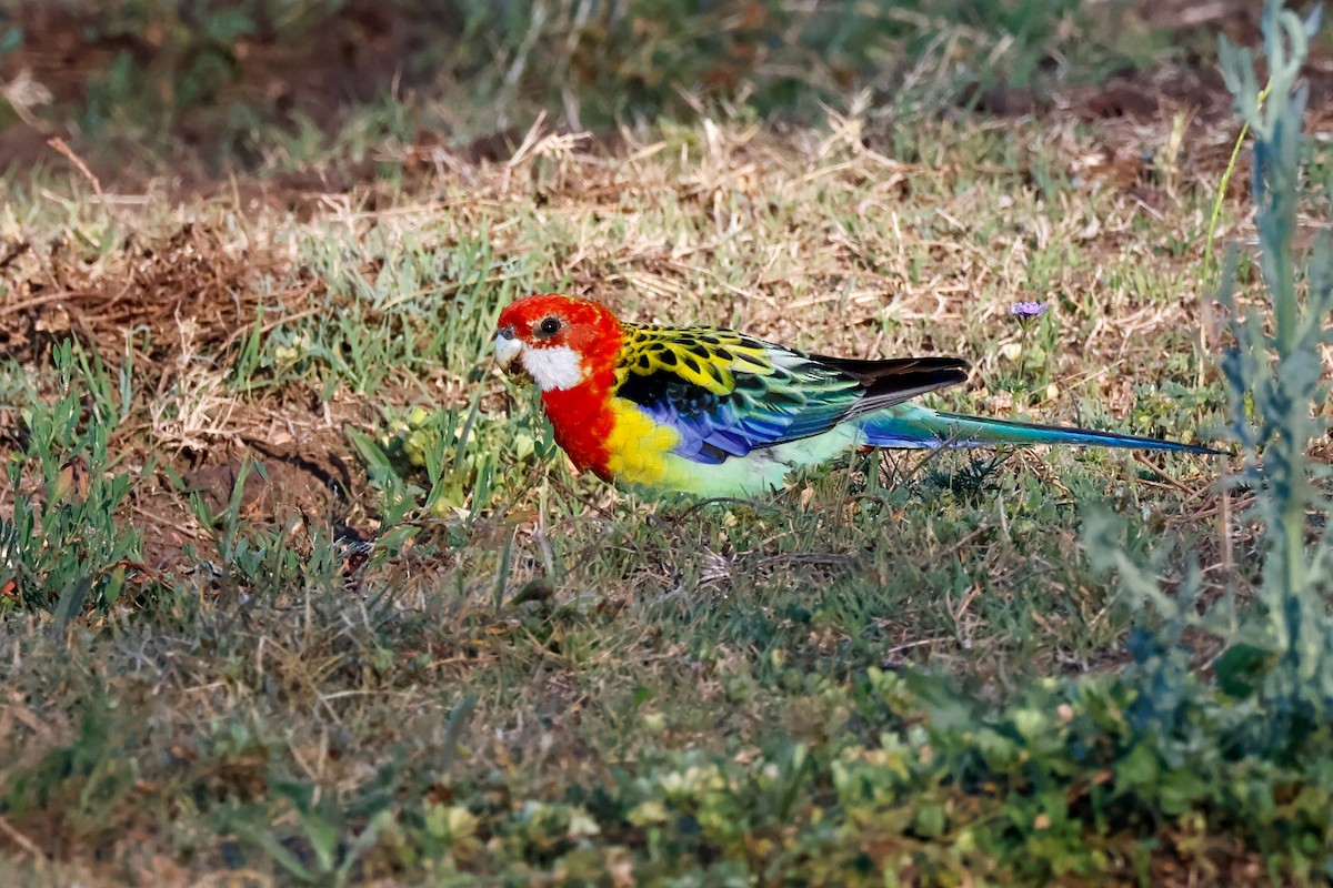 Eastern Rosella - ML642802396