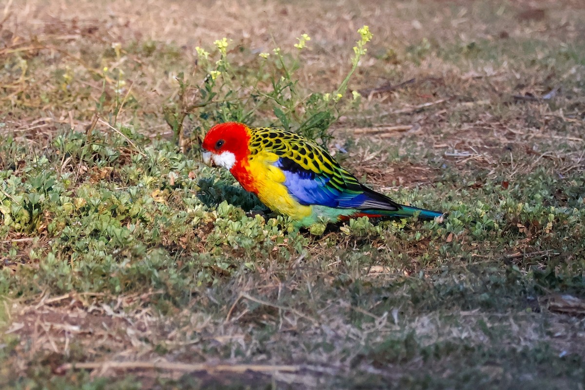 Eastern Rosella - ML642802397