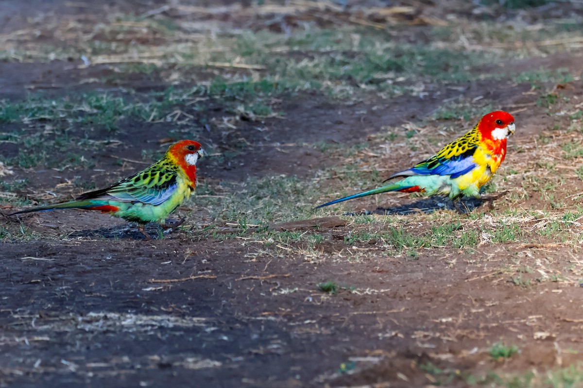 Eastern Rosella - ML642802398