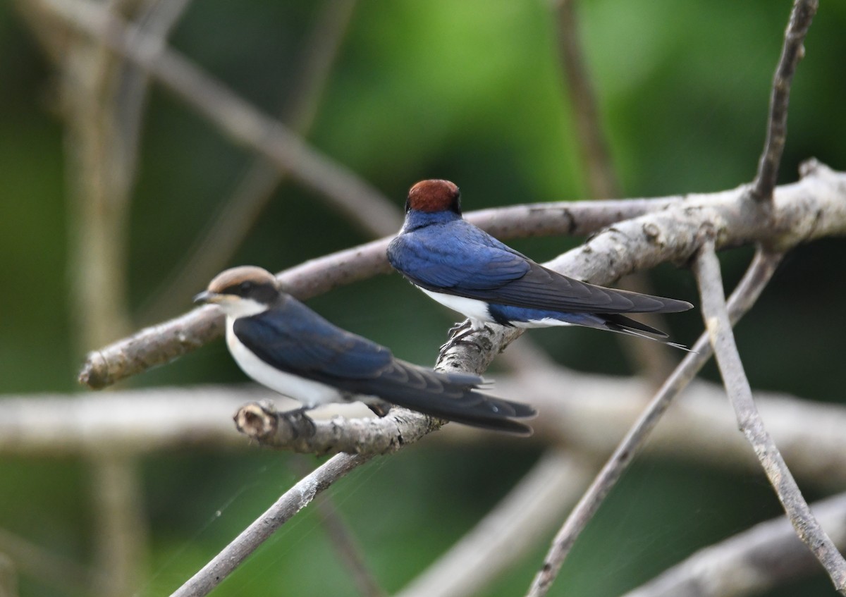 Wire-tailed Swallow - ML642802403