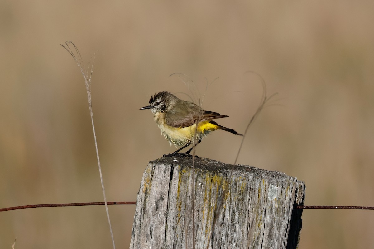 Yellow-rumped Thornbill - ML642802404
