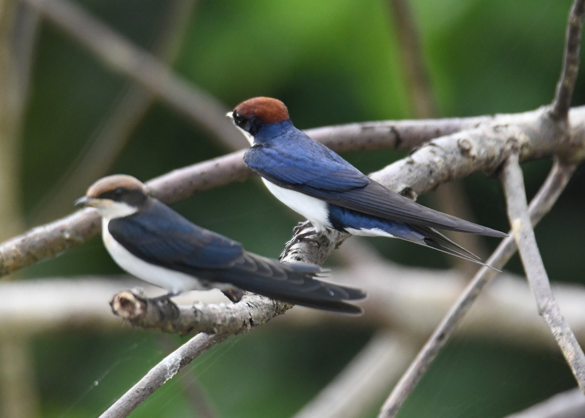 Wire-tailed Swallow - ML642802406