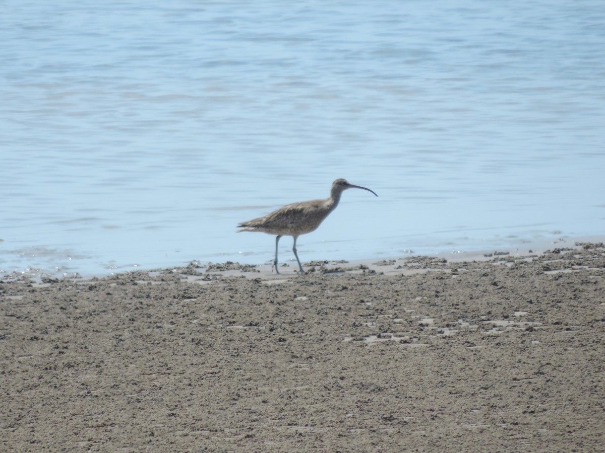 Eurasian Whimbrel - ML642802407