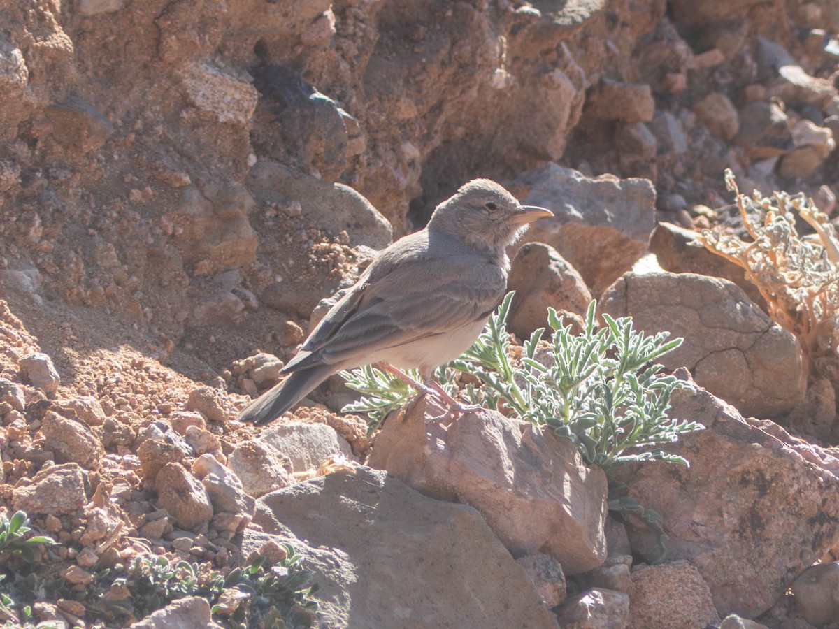 Desert Lark - ML642802408