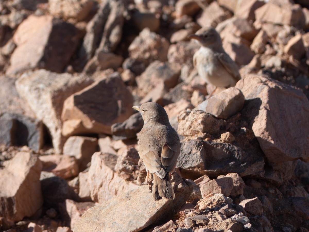 Desert Lark - ML642802409