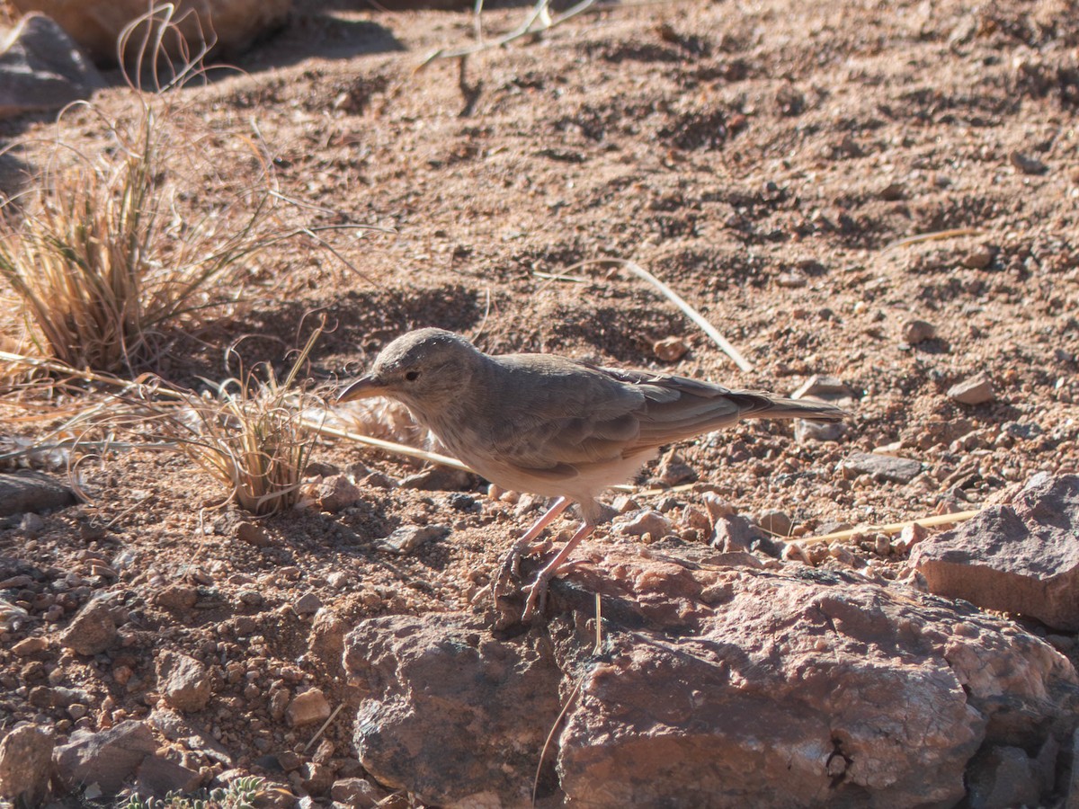 Desert Lark - ML642802410