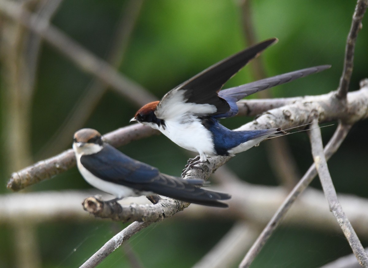 Wire-tailed Swallow - ML642802411
