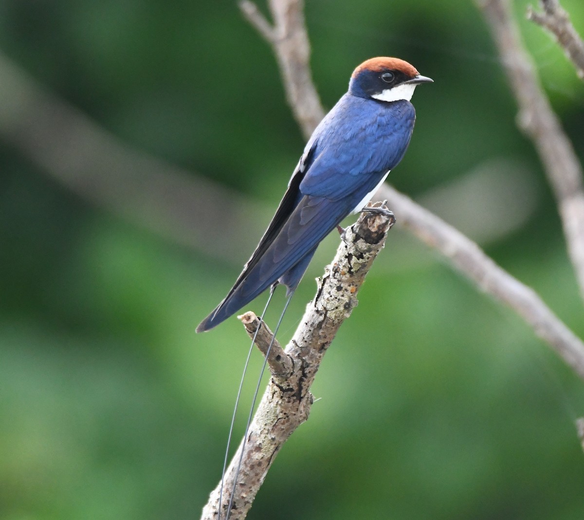 Wire-tailed Swallow - ML642802412