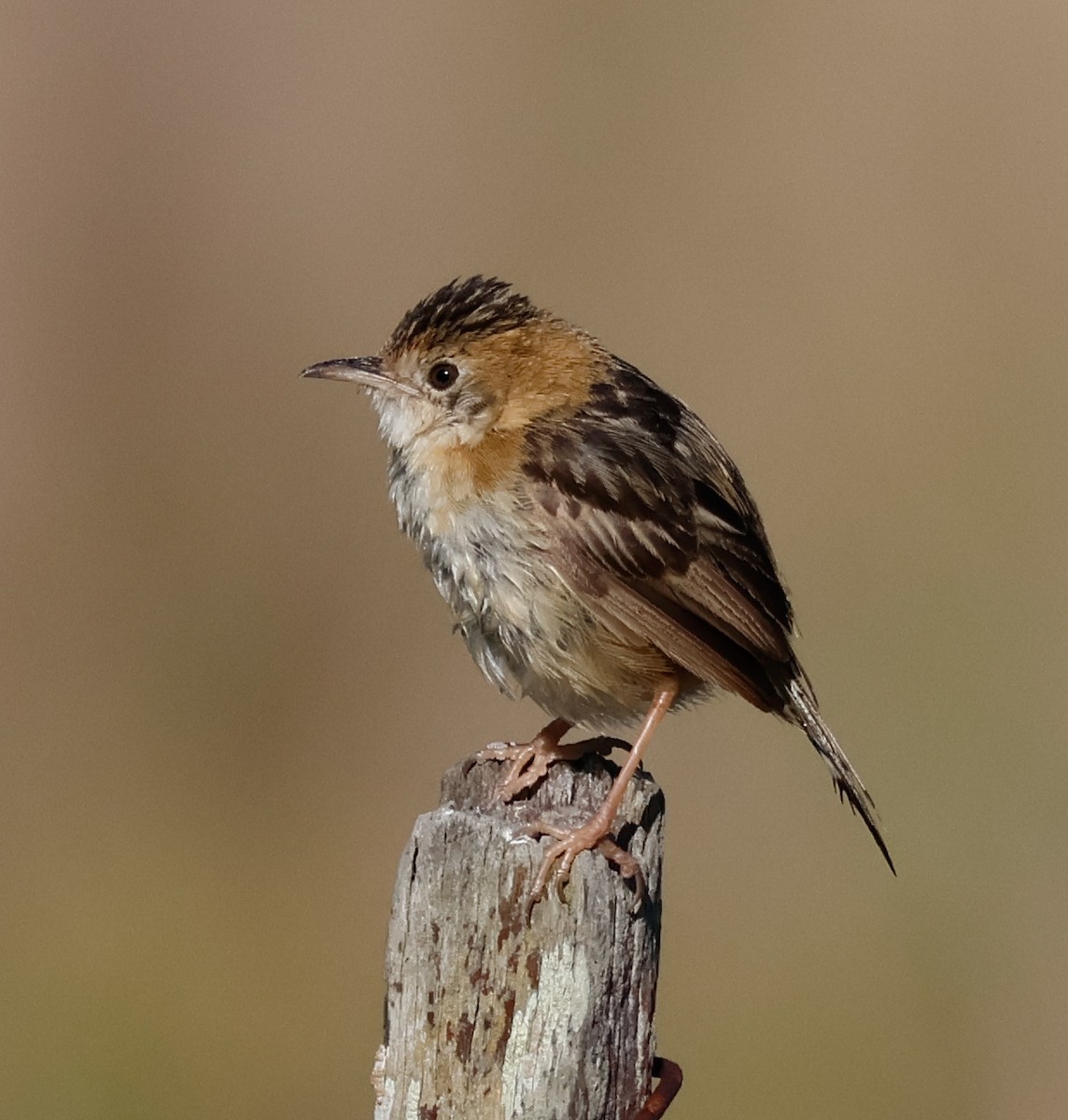Golden-headed Cisticola - ML642802414