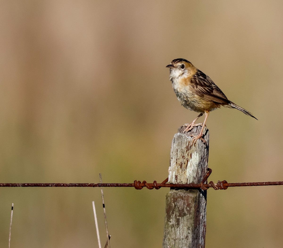 Golden-headed Cisticola - ML642802415