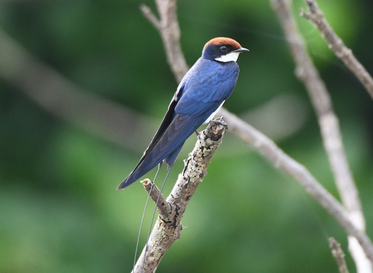 Wire-tailed Swallow - ML642802416