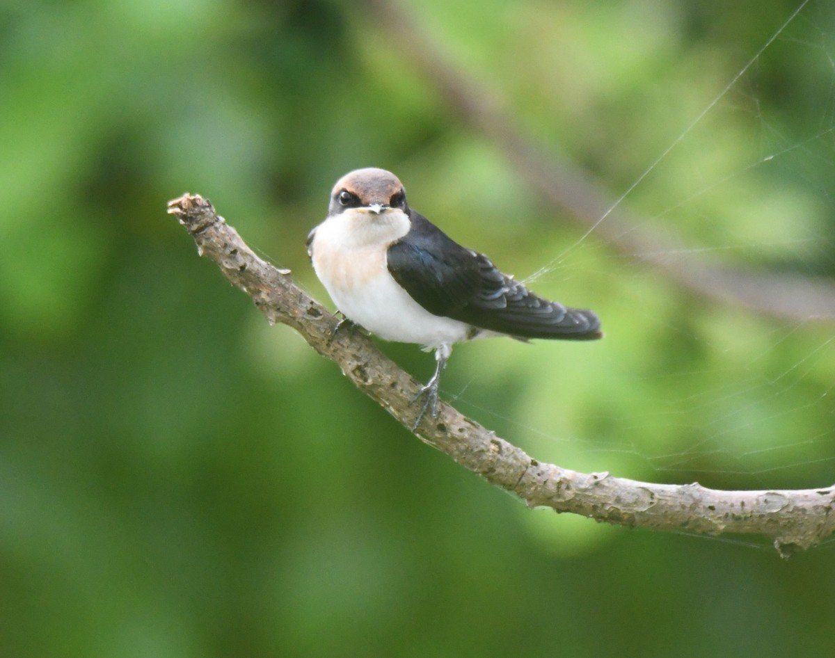 Wire-tailed Swallow - ML642802418