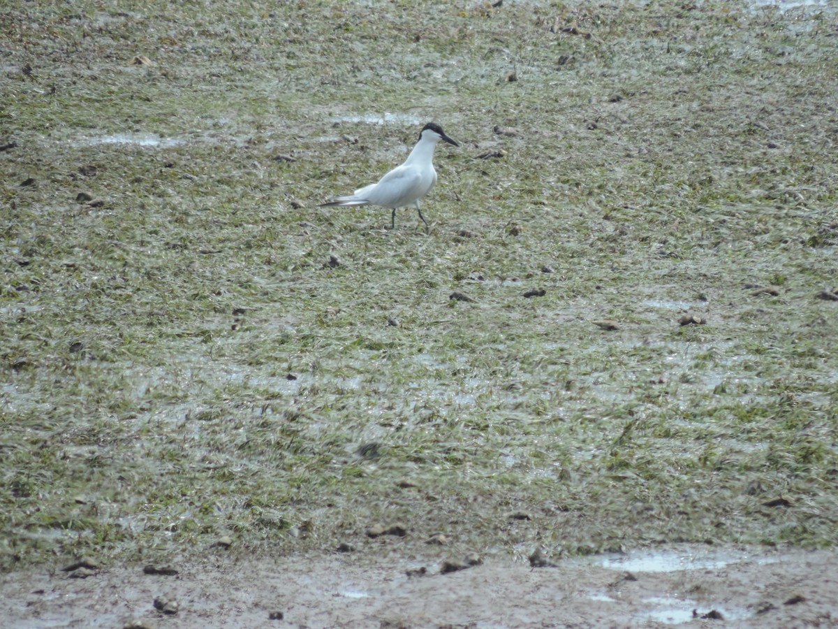 Australian Tern - ML642802420