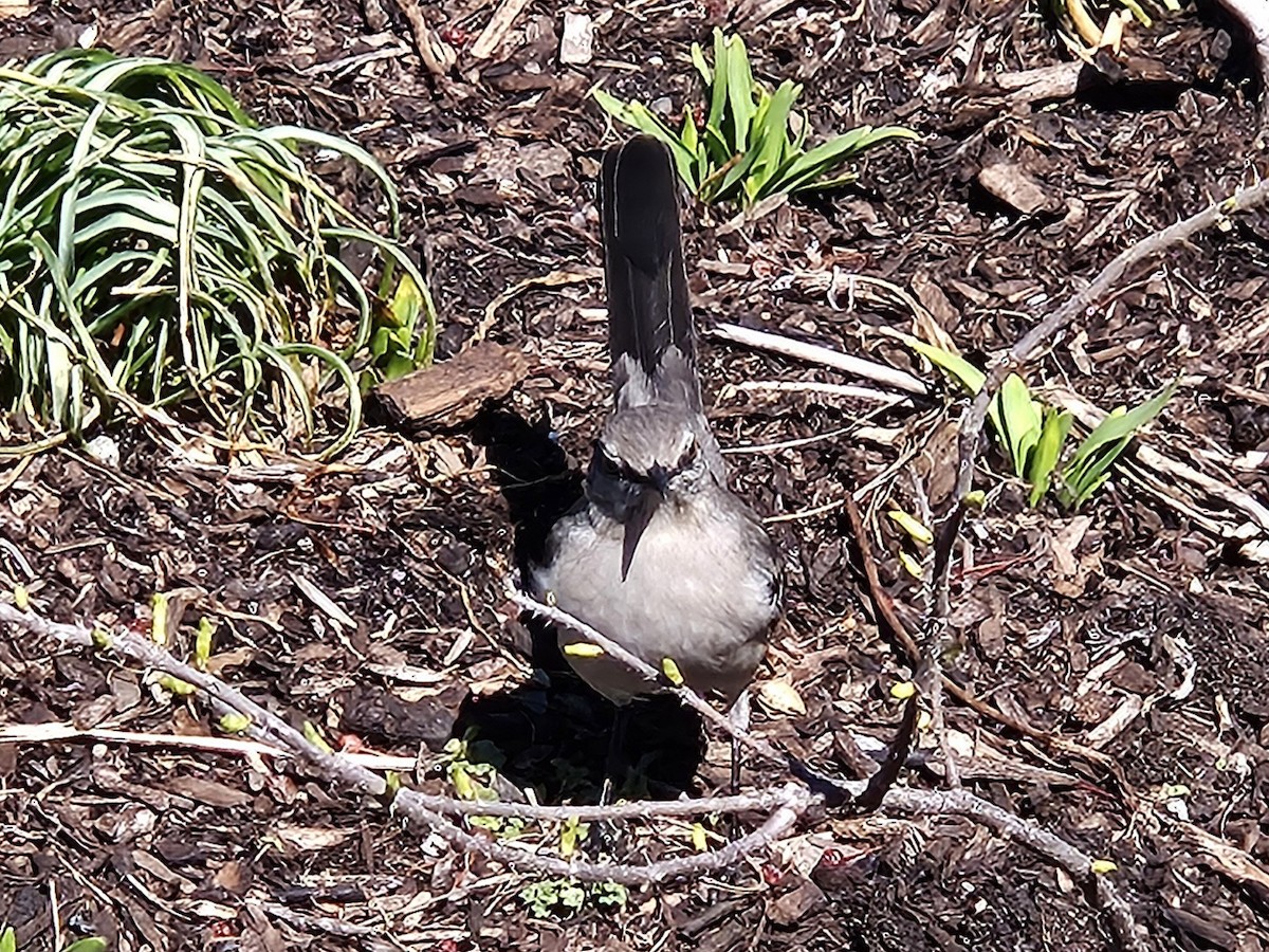 Northern Mockingbird - ML642802427