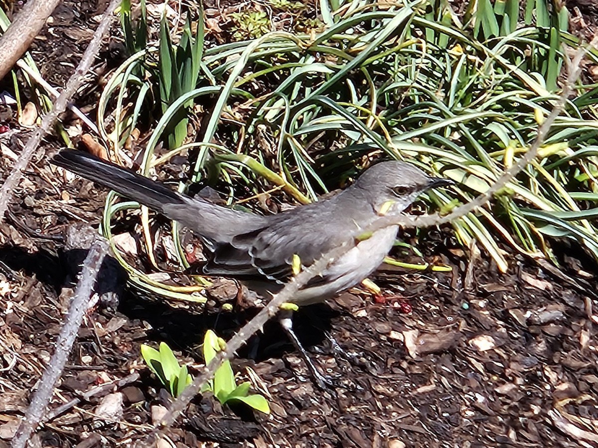 Northern Mockingbird - ML642802428