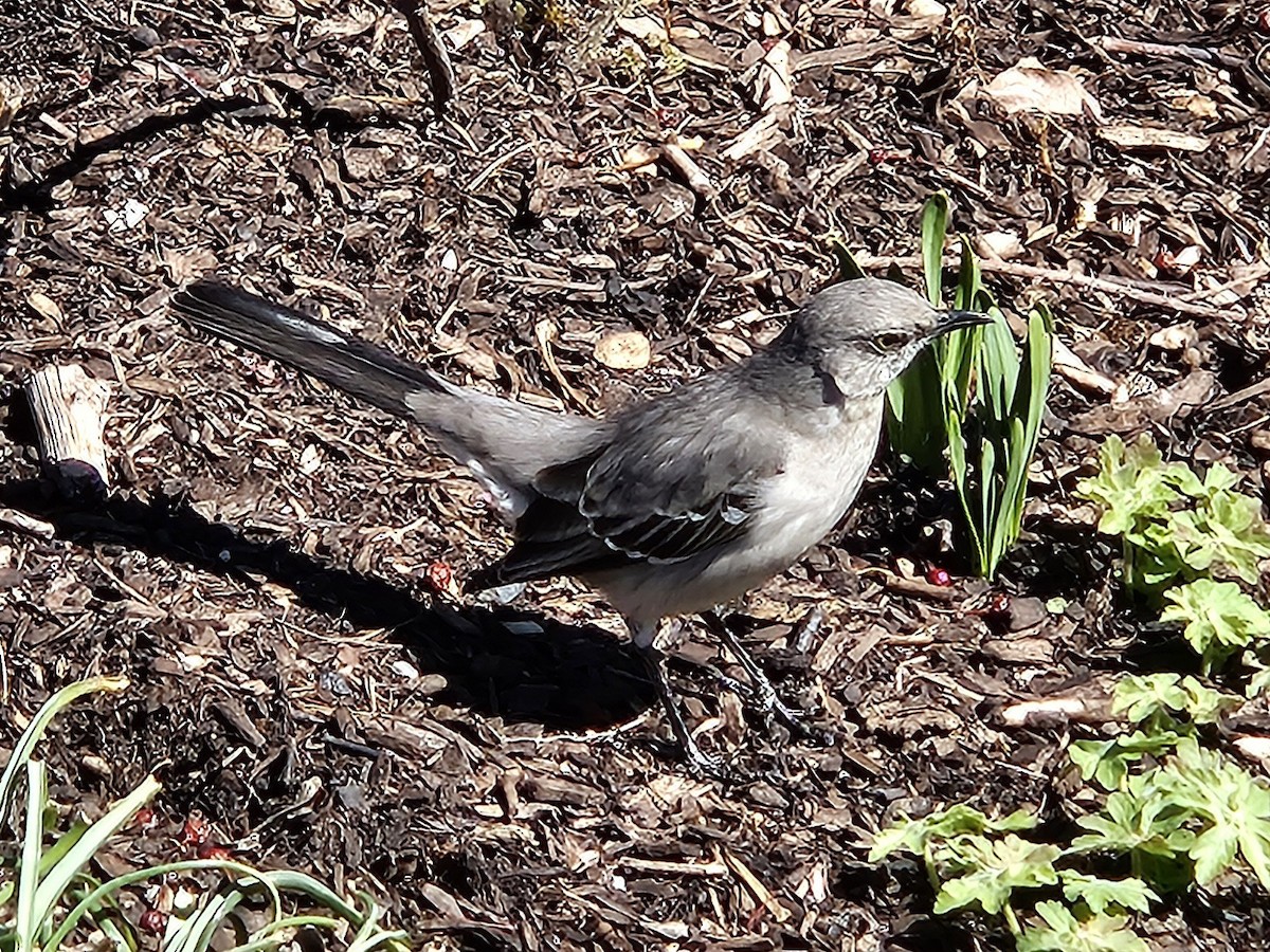 Northern Mockingbird - ML642802430