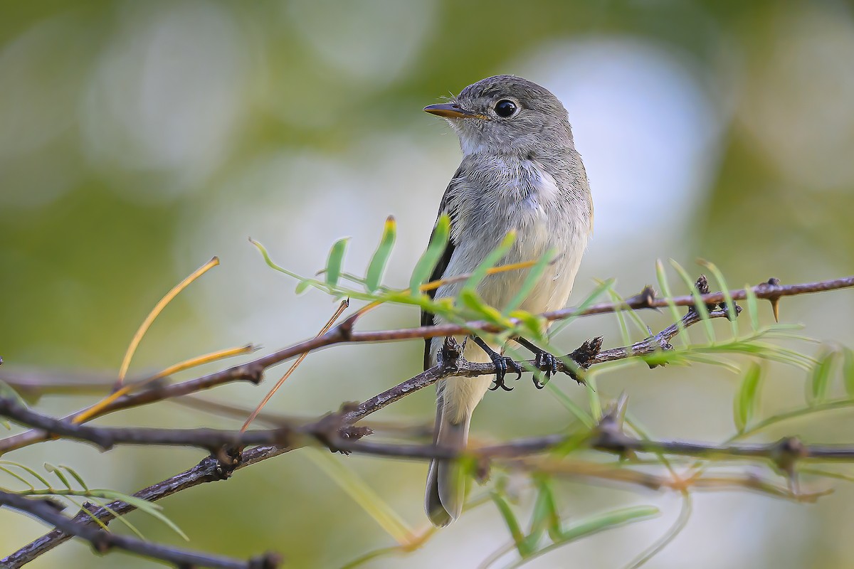 Least Flycatcher - ML642802433