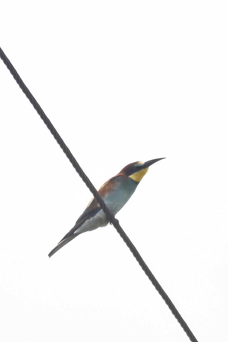 European Bee-eater - ML642802436