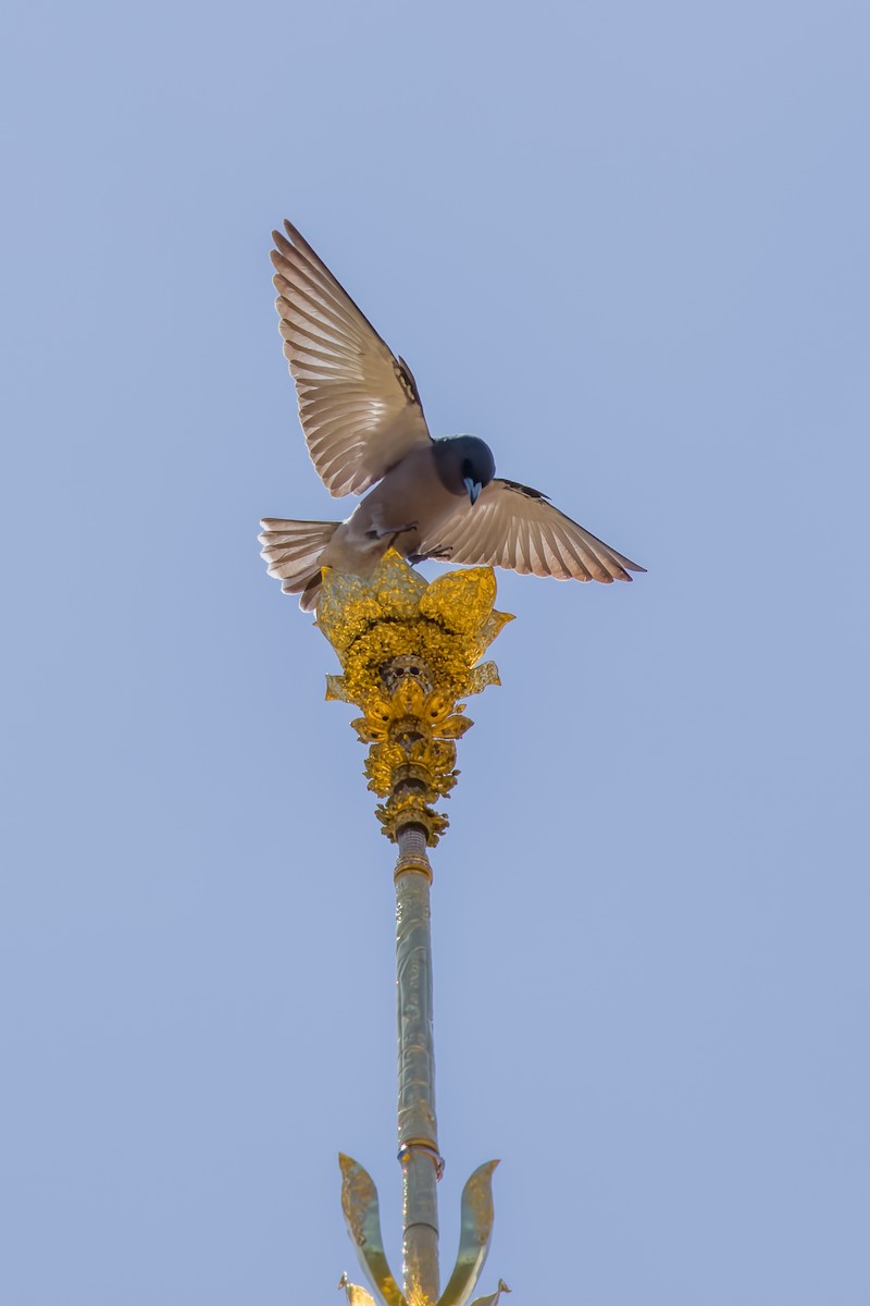 Ashy Woodswallow - ML642802447