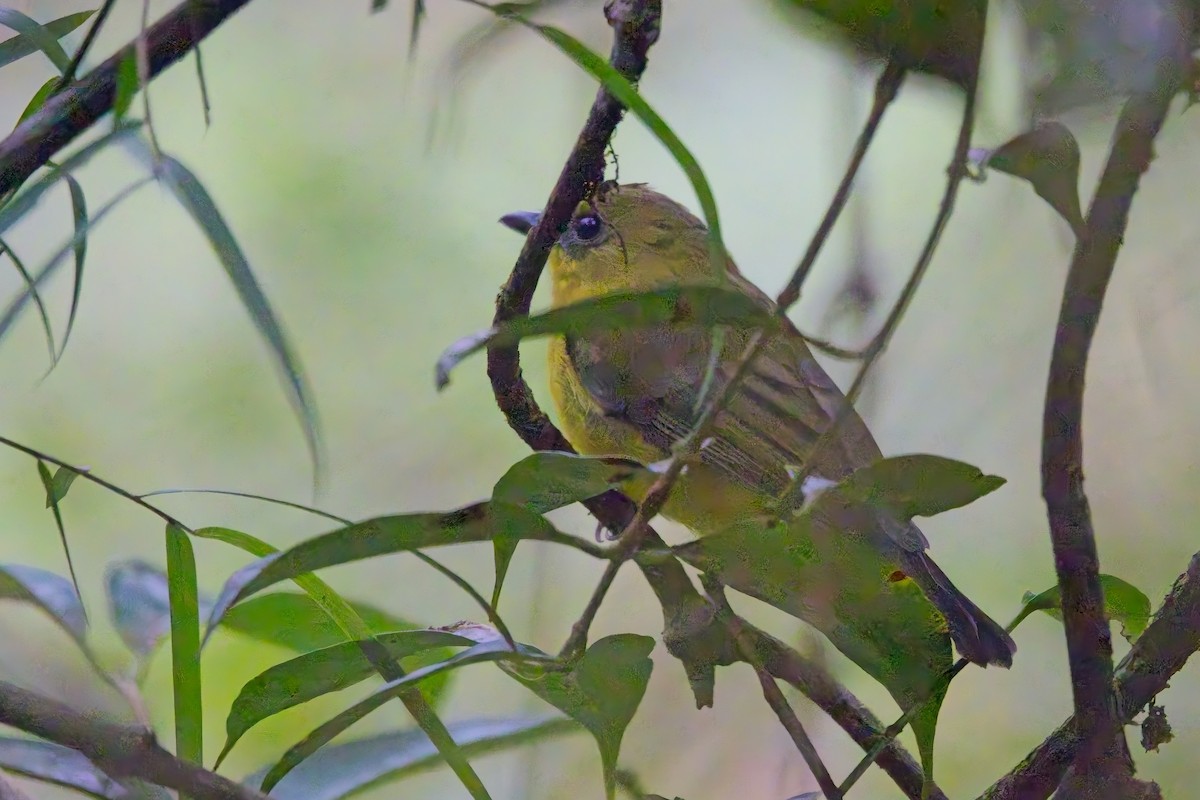 Bornean Whistler - ML642802448