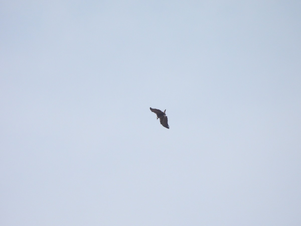 Cinereous Vulture - ML642802451
