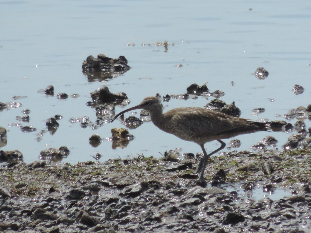 Eurasian Whimbrel - ML642802452