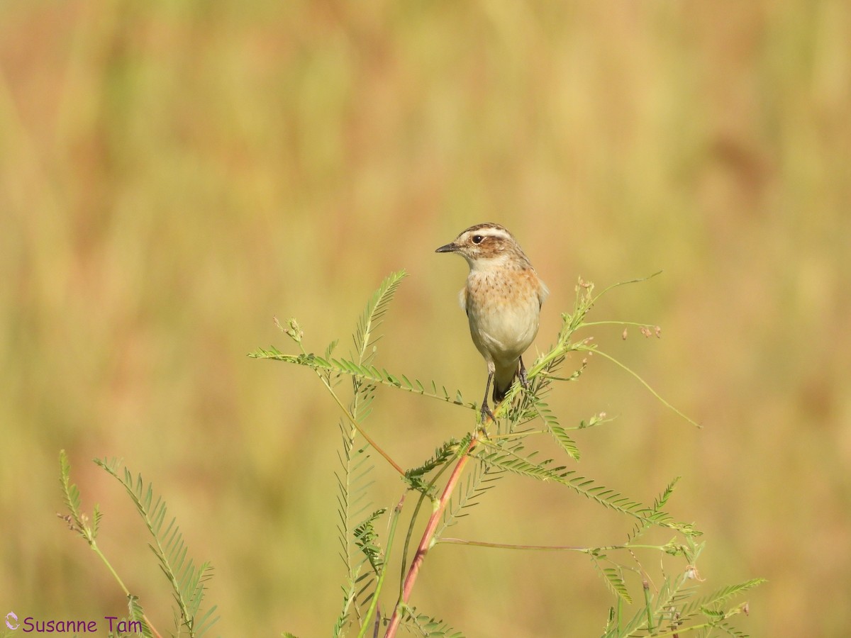 Whinchat - ML642802464