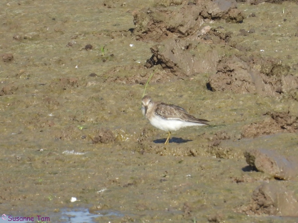 temmincksnipe - ML642802468