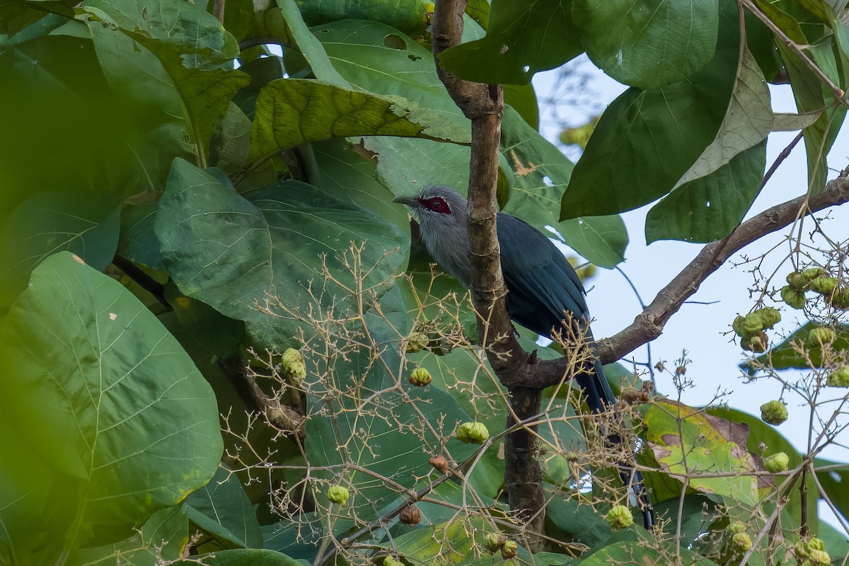 Green-billed Malkoha - ML642802470