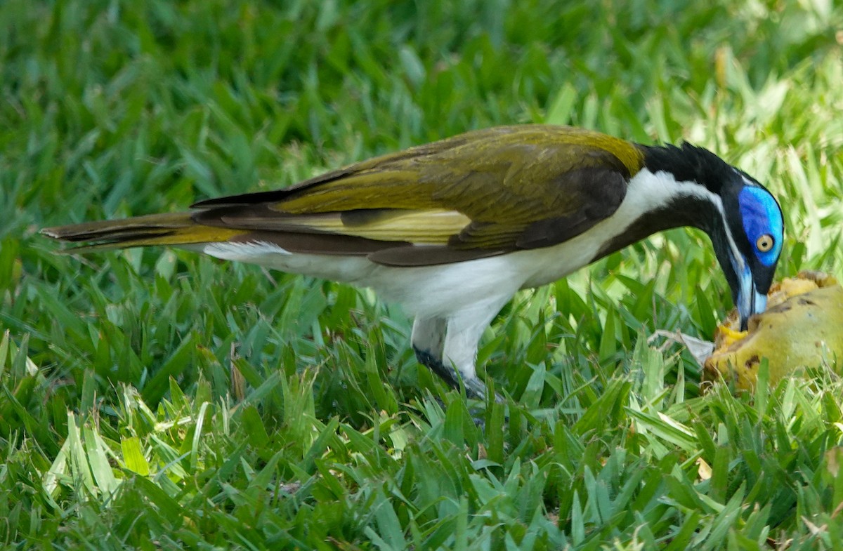 Blue-faced Honeyeater (White-quilled) - ML642802481