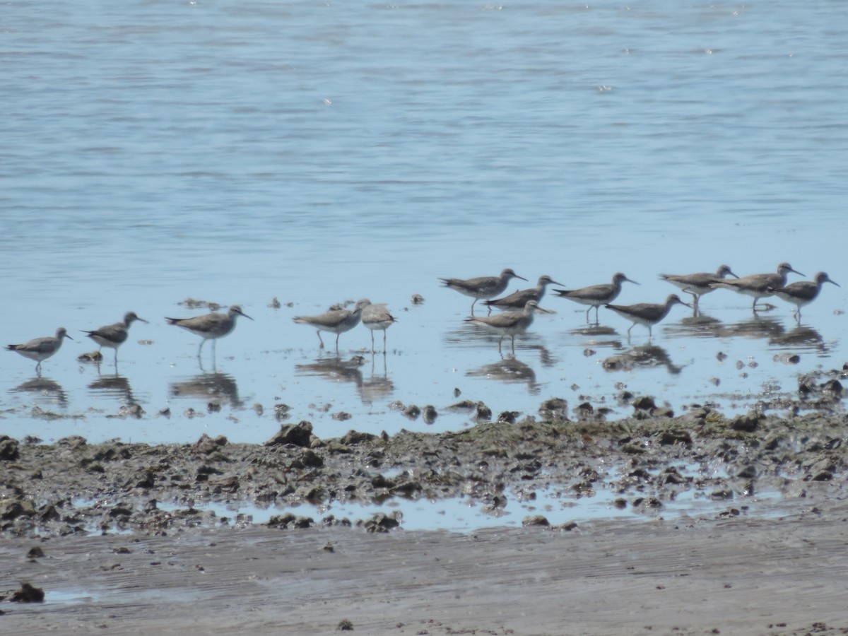 Gray-tailed Tattler - ML642802486