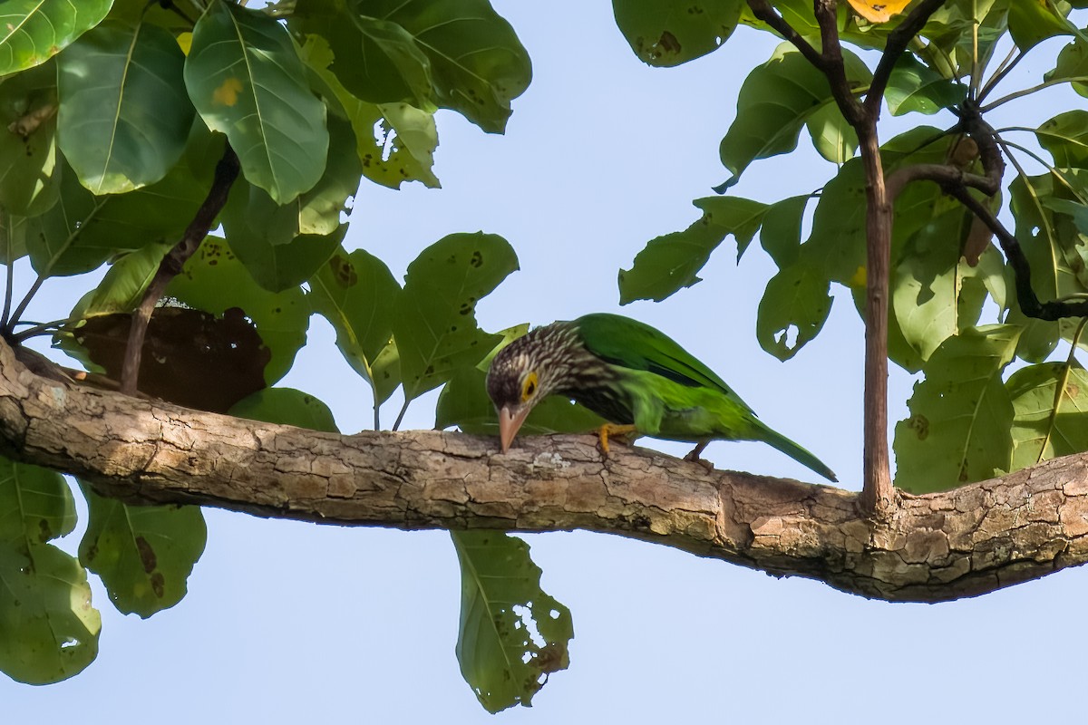 Lineated Barbet - ML642802491