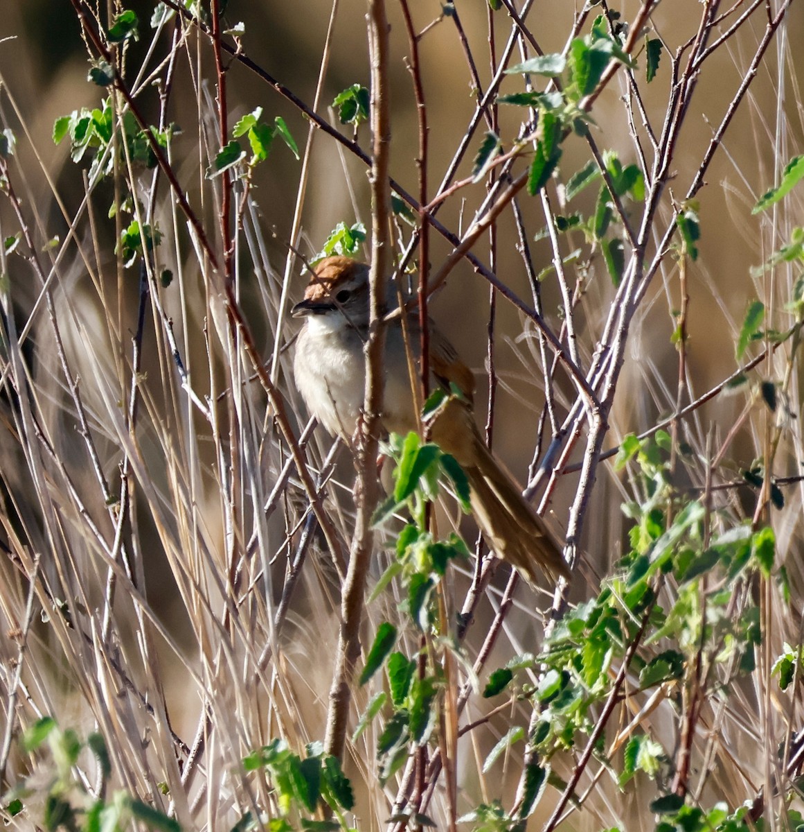 Tawny Grassbird - ML642802494