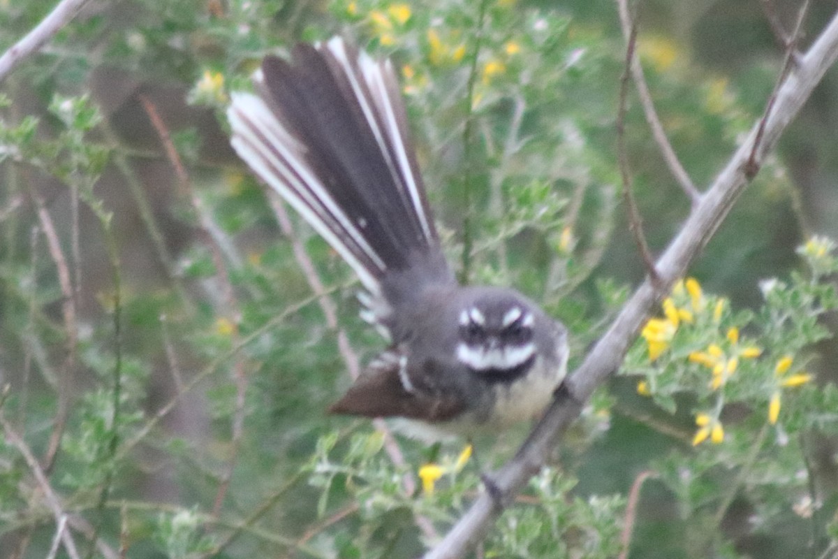 Gray Fantail - ML642802511