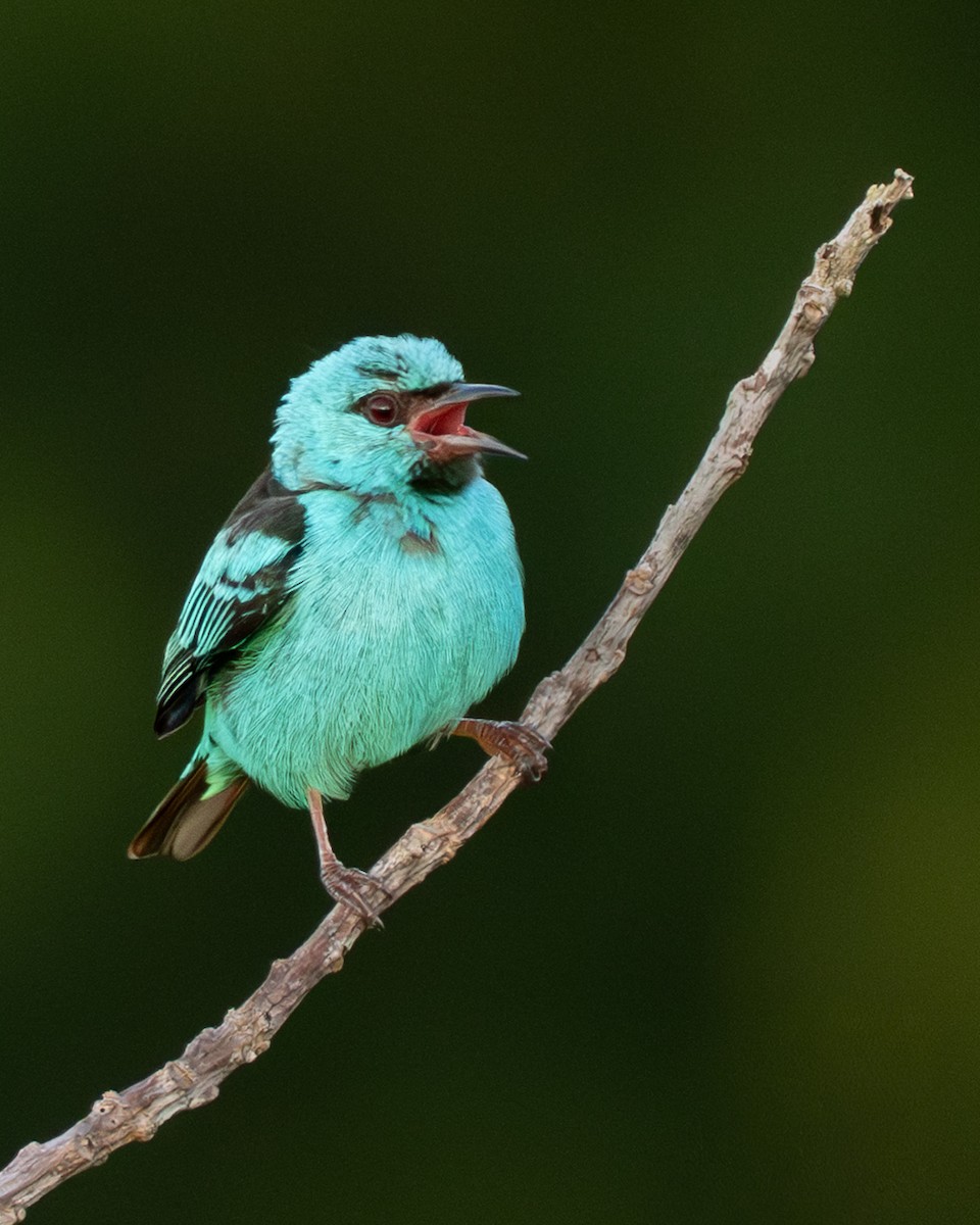 Blue Dacnis - ML642802512