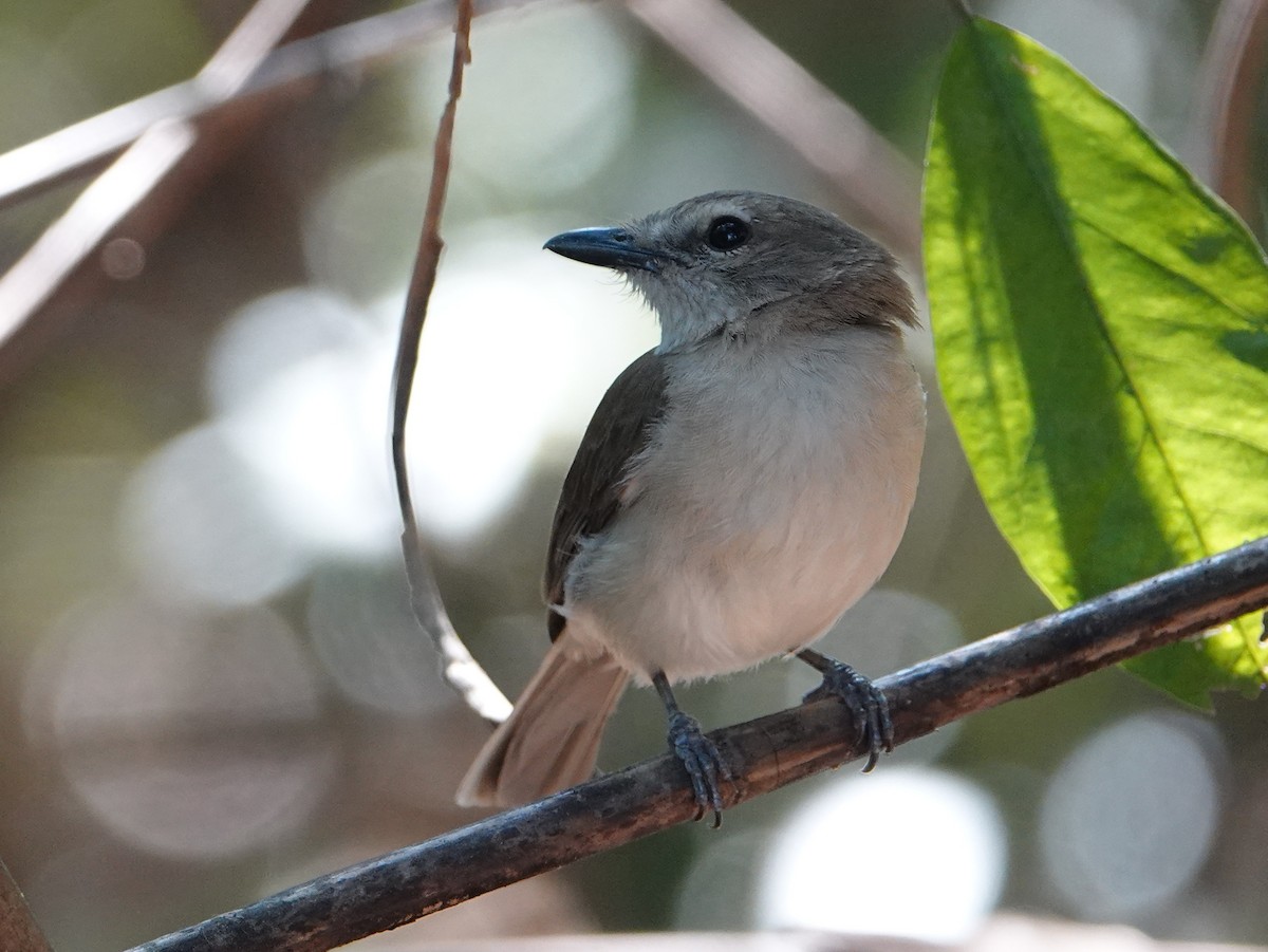 Arafura Shrikethrush - ML642802514
