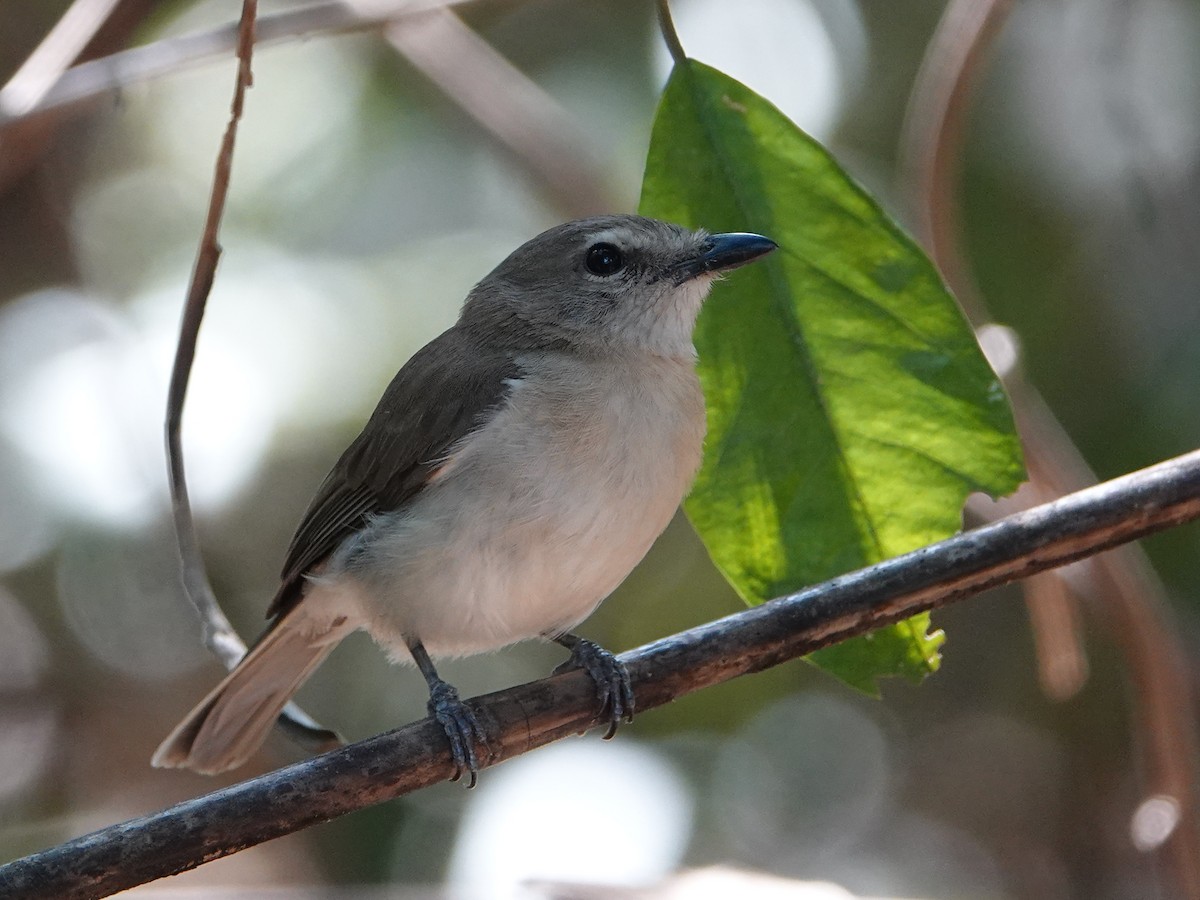 Arafura Shrikethrush - ML642802515